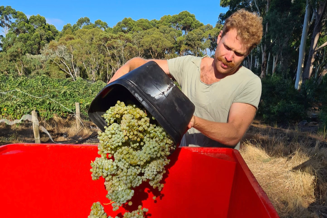 A man harvesting grapes 